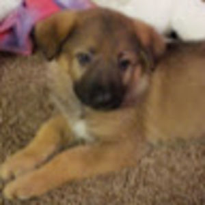 Meet your Posher, Terry